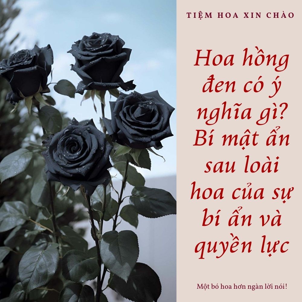 Hoa hồng đen có ý nghĩa gì
