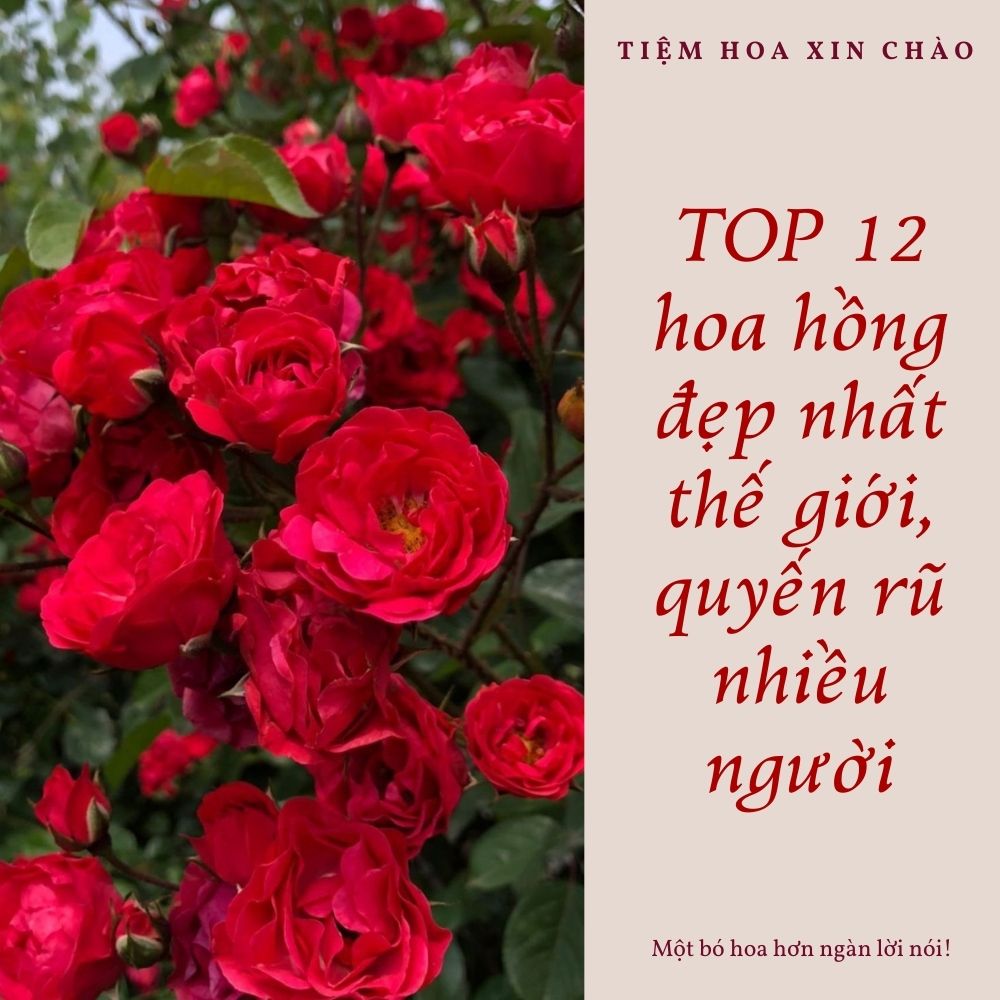 hoa hồng đẹp nhất thế giới