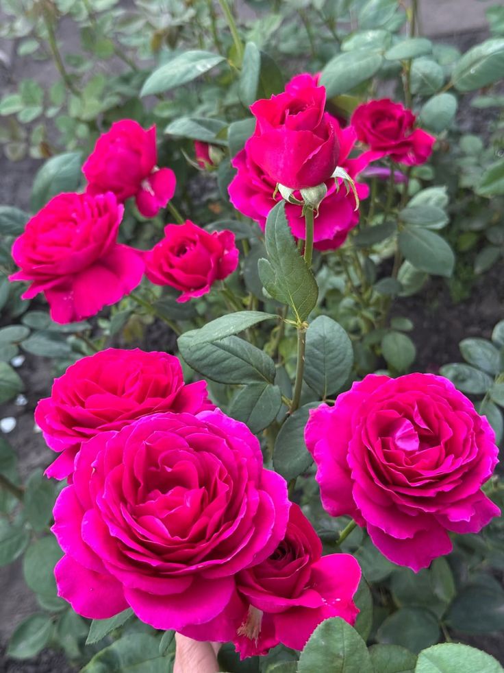 Hoa hồng Kate Rose