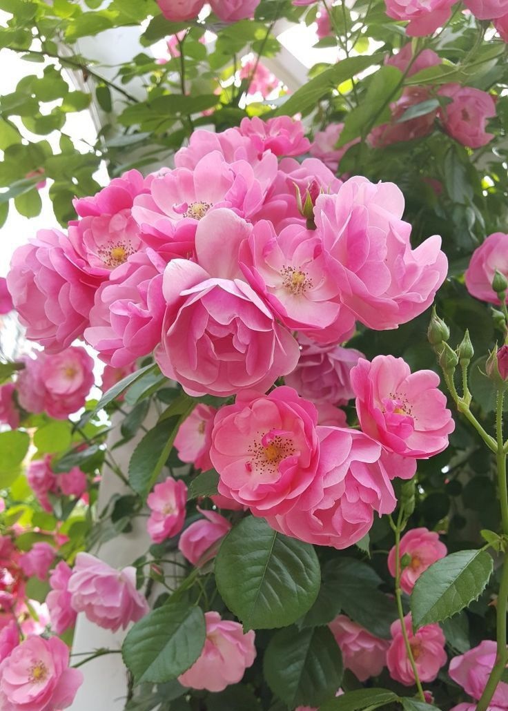 Hoa hồng leo tầm xuân