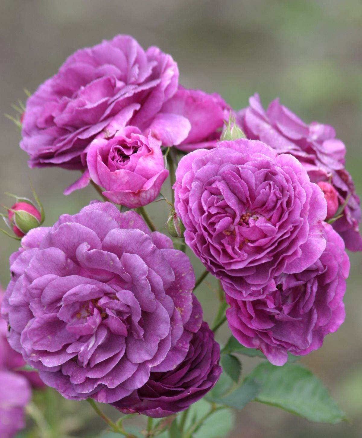 Hoa hồng Minerva Rose tím