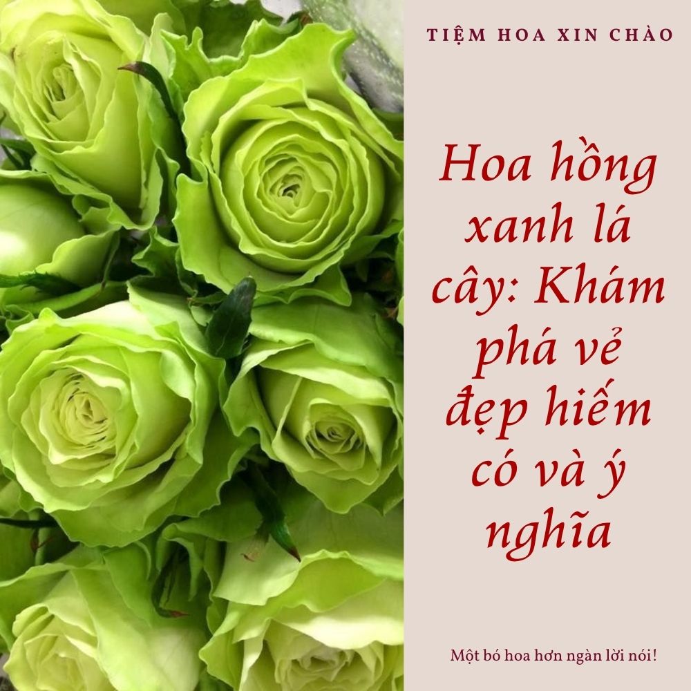 Hoa hồng xanh lá cây vẻ đẹp hiếm có