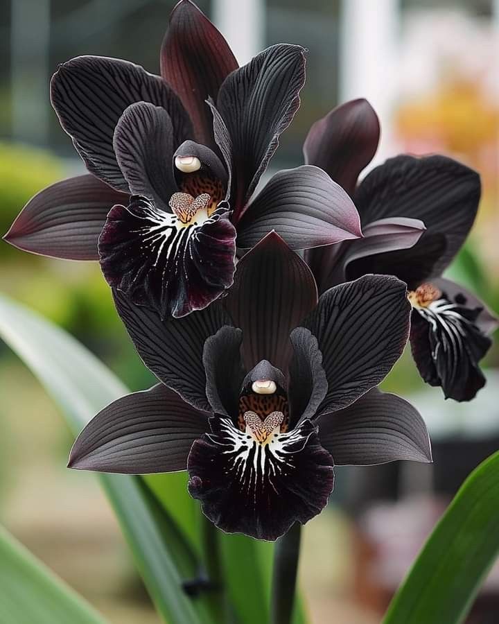Hoa lan Cattleya đen