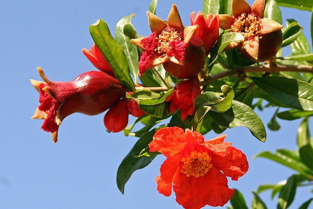 Hoa lựu đỏ thắm