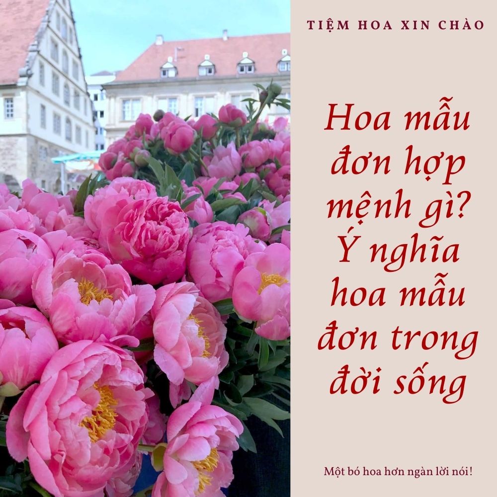 Hoa mẫu đơn hợp mệnh gì? Ý nghĩa trong đời sống