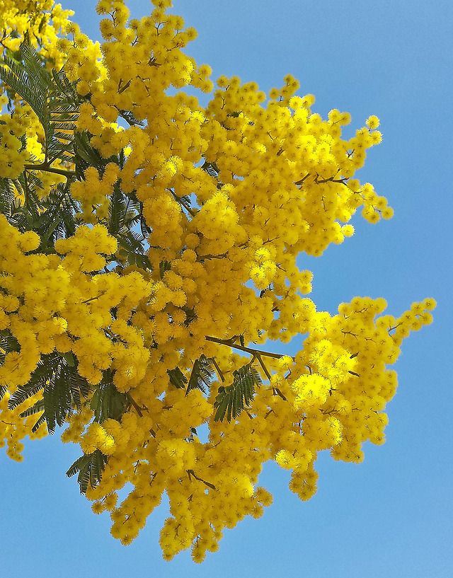 Hoa mimosa