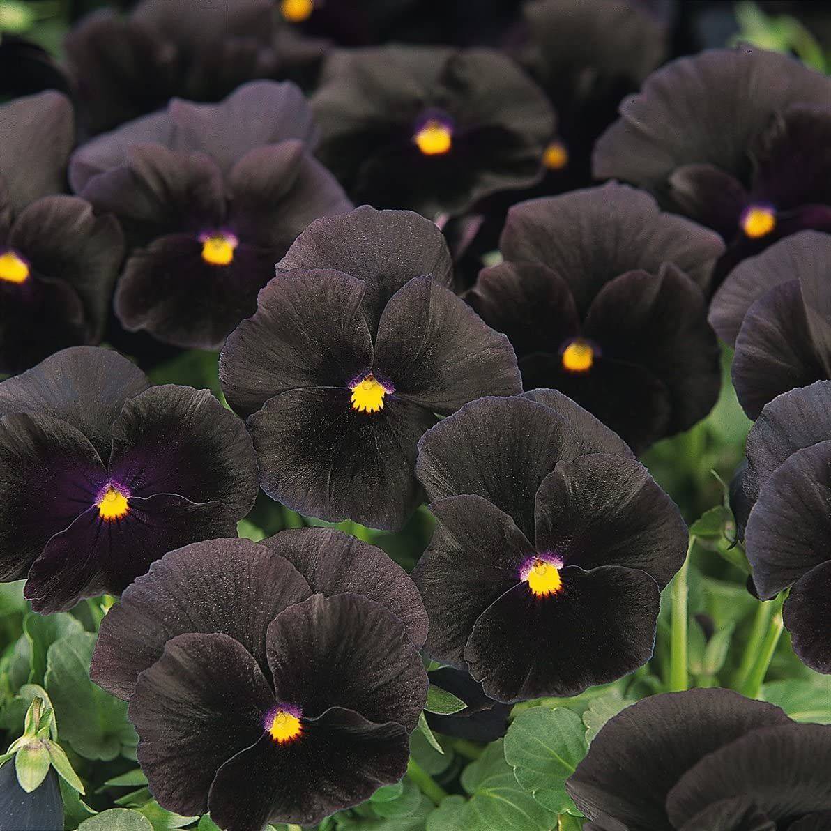 Hoa pansy đen