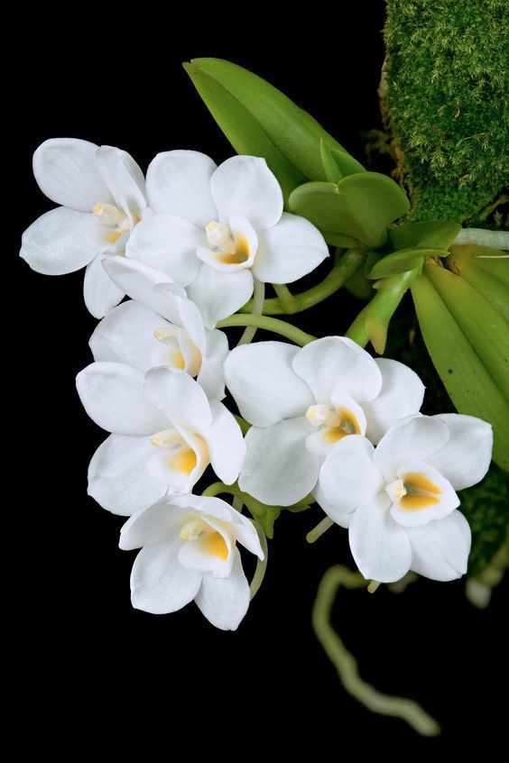Hoa phong lan