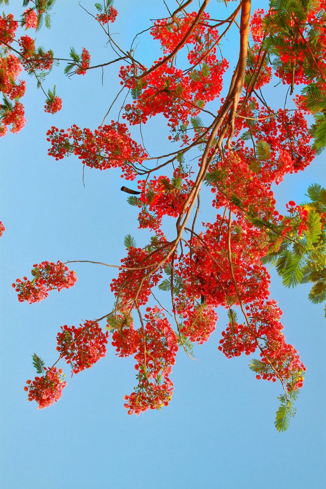 Hoa phượng vĩ
