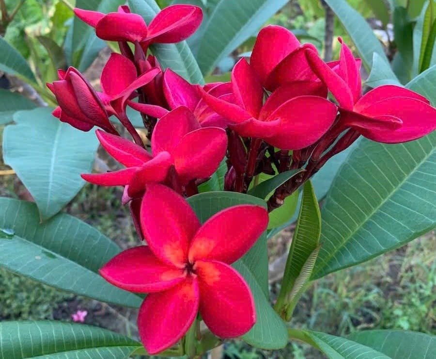 Hoa sứ màu đỏ