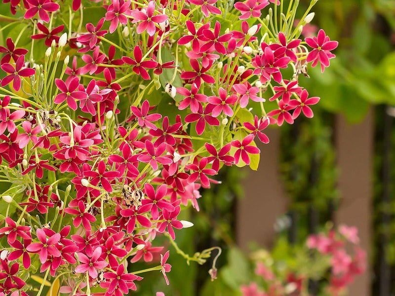 Hoa sử quân tử đỏ
