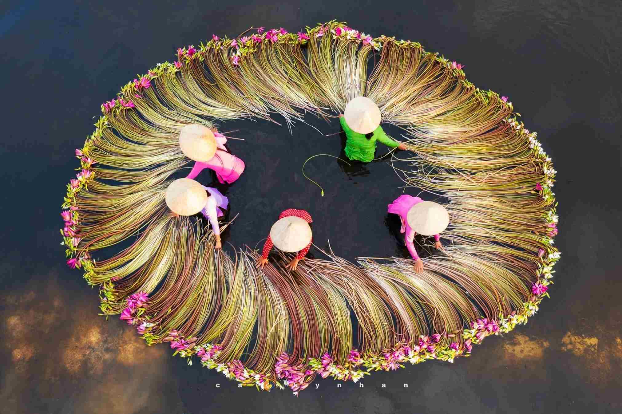 Hoa súng ở Đồng Tháp