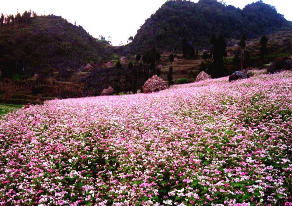 Hoa tam giác mạch