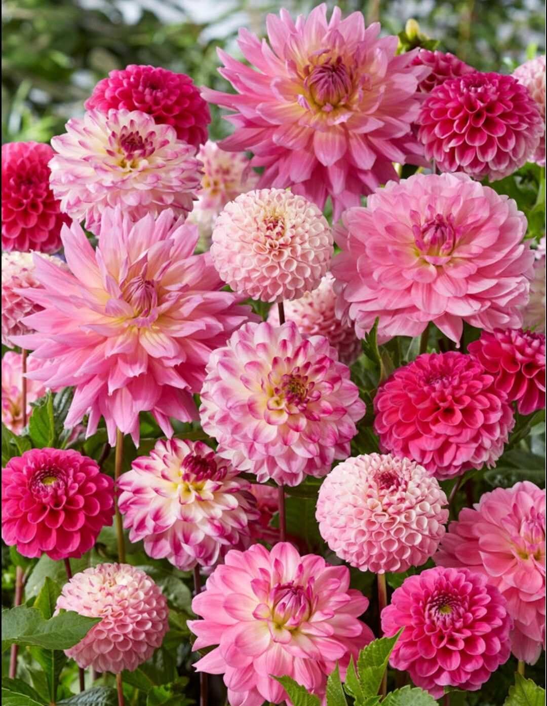 Hoa thược dược hồng