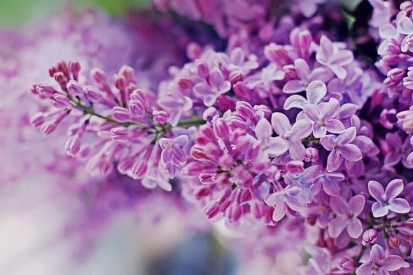 Hoa tử đinh hương loài hoa tượng trưng cho sự kết thúc