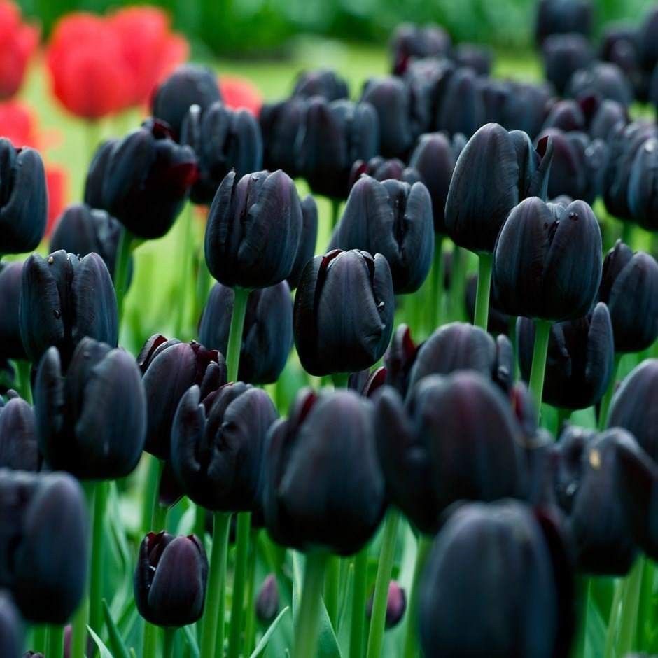 Hoa tulip đen