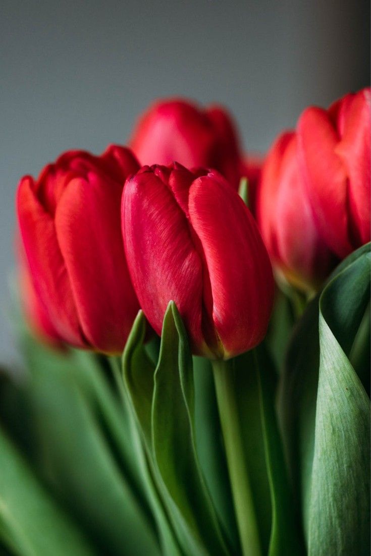 Hoa tulip đỏ