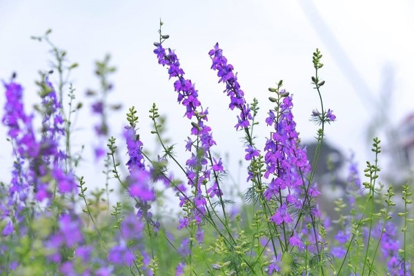 Hoa violet