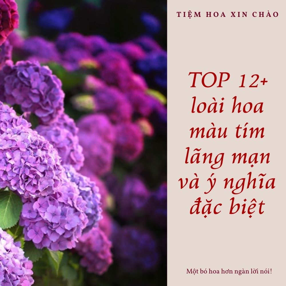 loài hoa màu tím lãng mạn và ý nghĩa