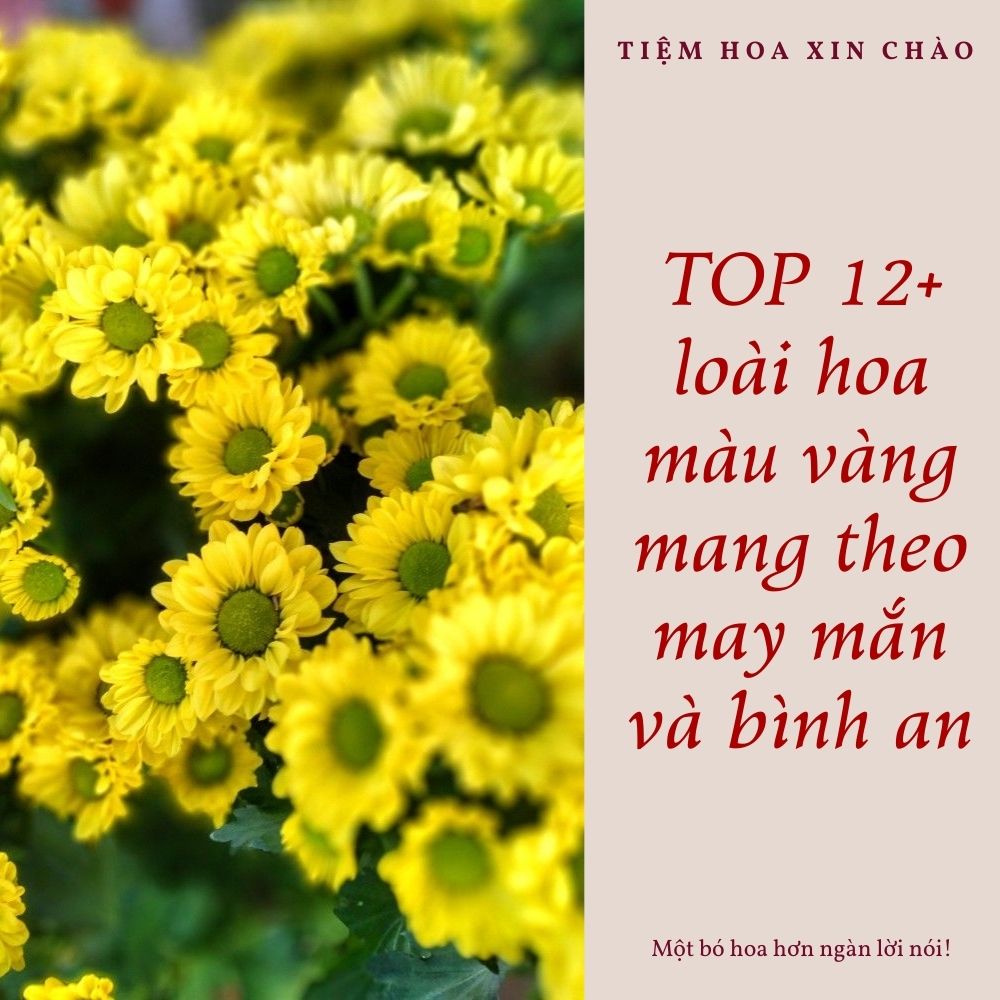 loài hoa màu vàng mang theo may mắn