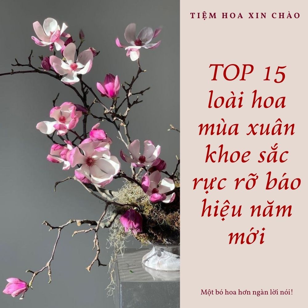 loài hoa mùa xuân khoe sắc