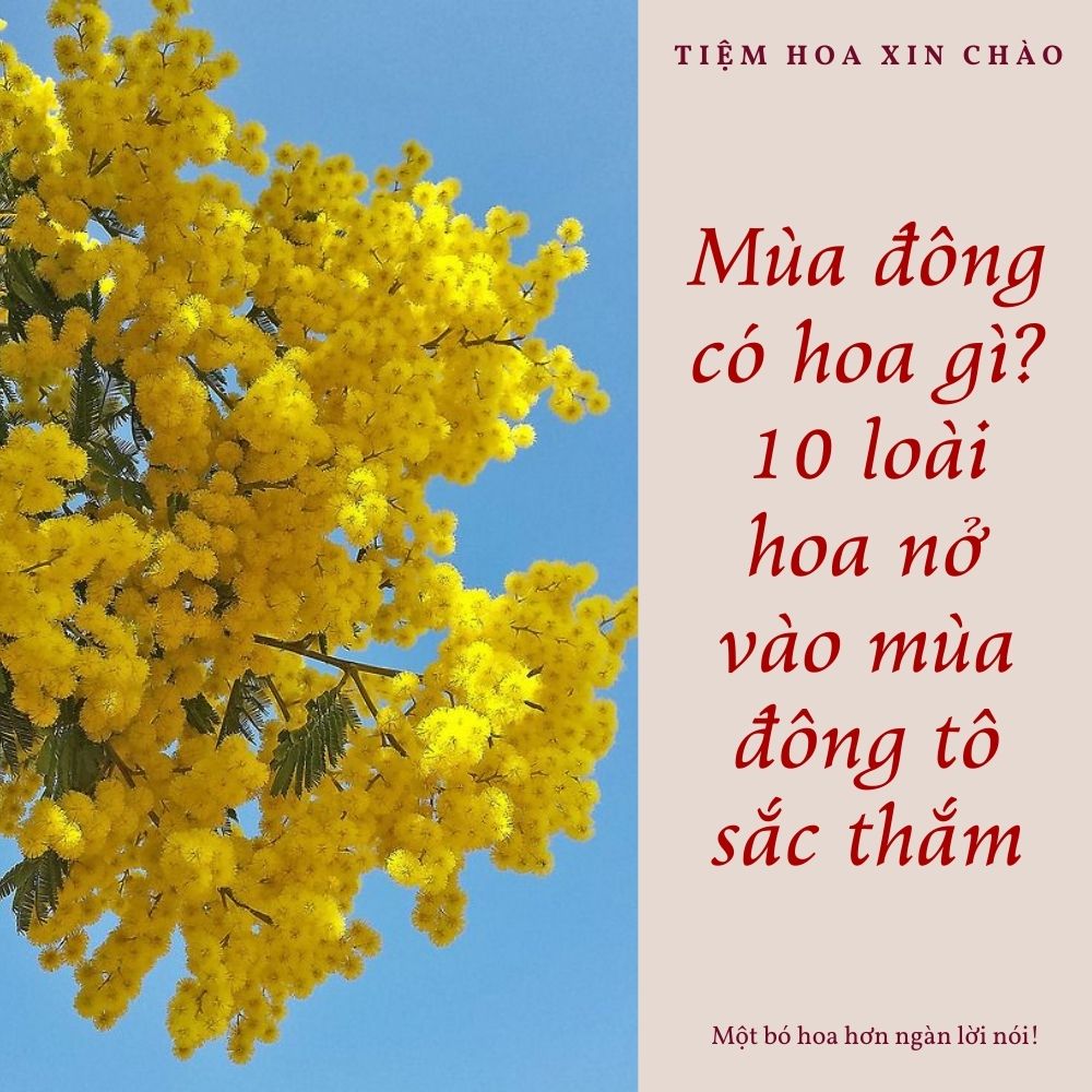 loài hoa nở vào mùa đông tô sắc thắm