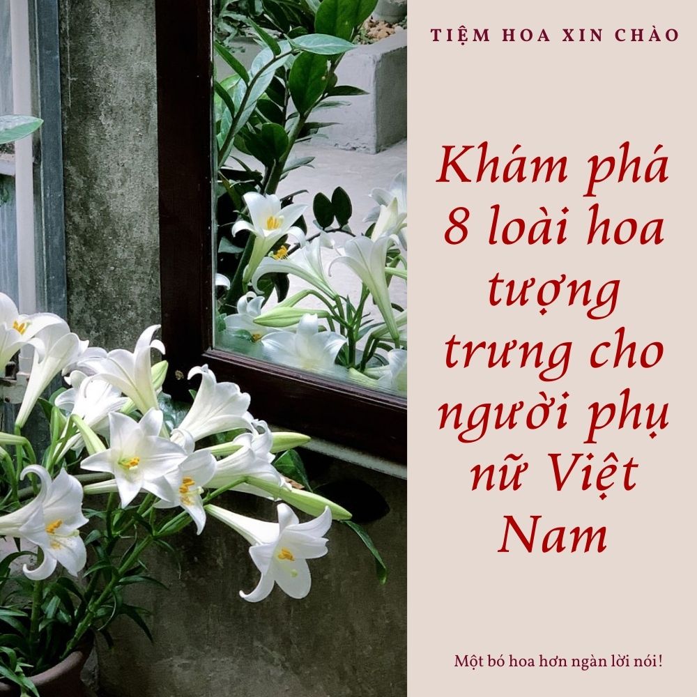 loài hoa tượng trưng cho người phụ nữ Việt Nam