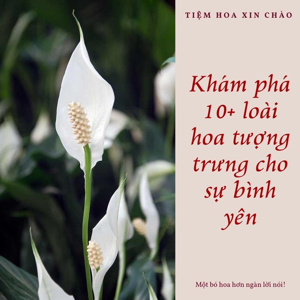 loài hoa tượng trưng cho sự bình yên