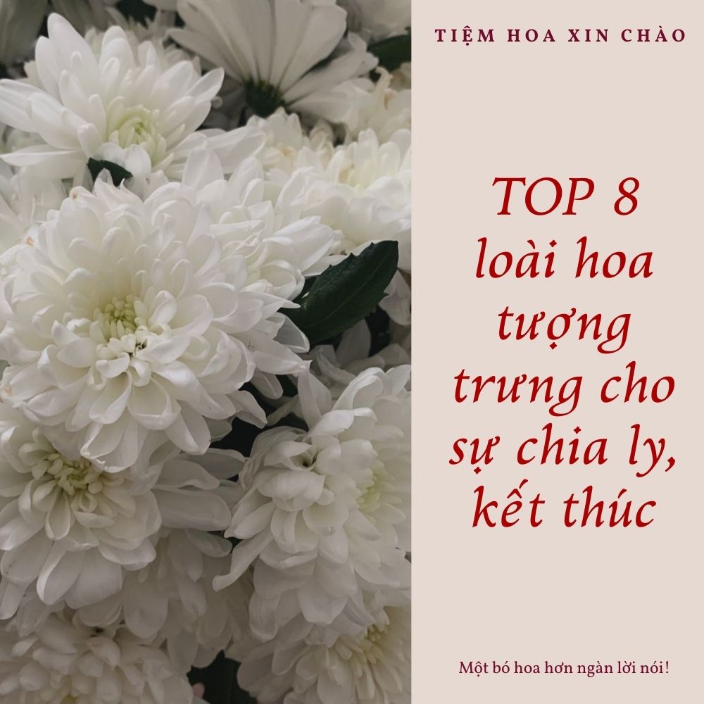 loài hoa tượng trưng cho sự chia ly