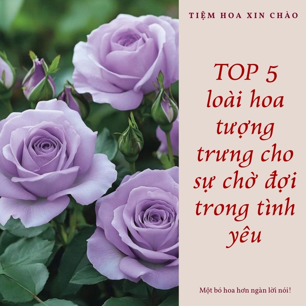 loài hoa tượng trưng cho sự chờ đợi