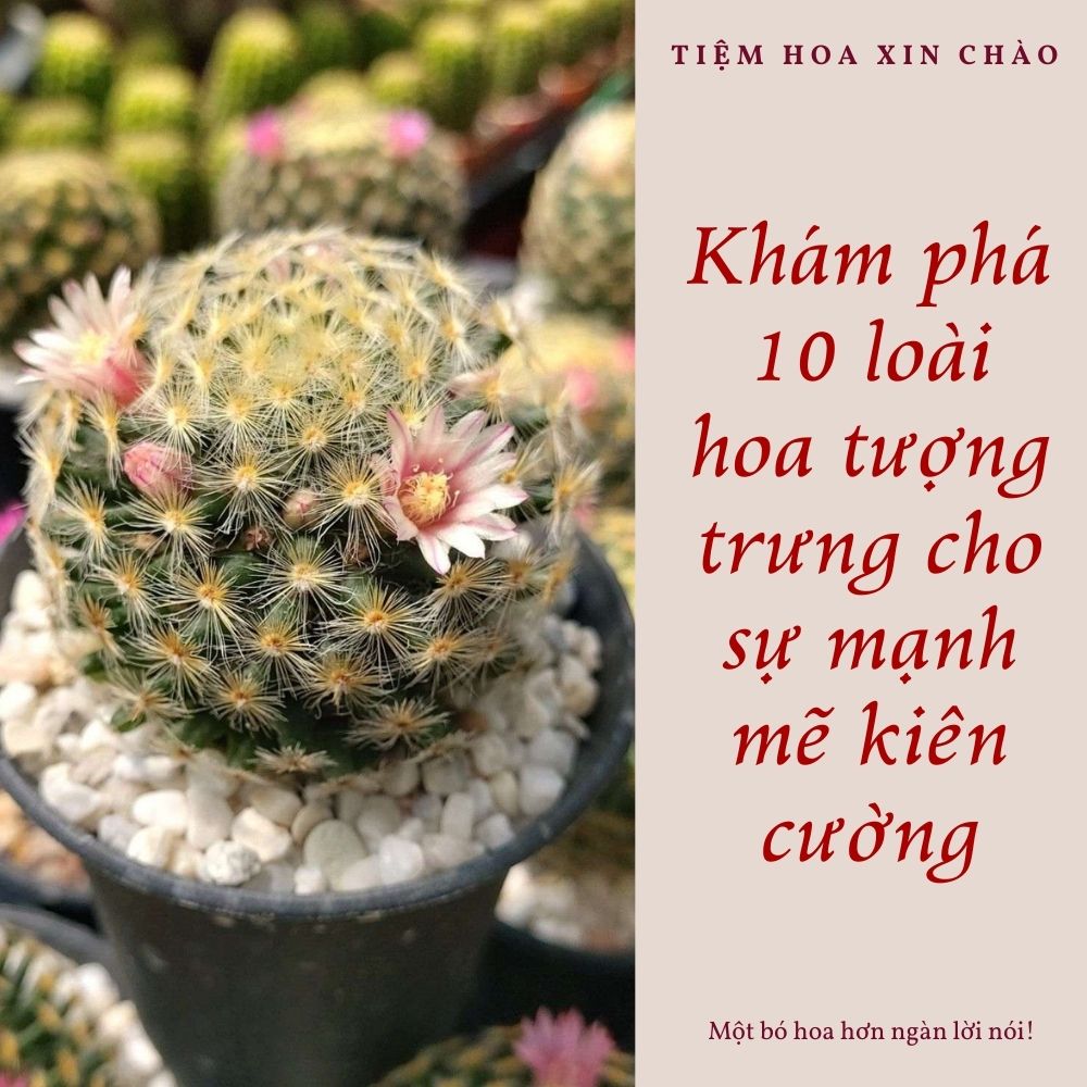loài hoa tượng trưng cho sự mạnh mẽ kiên cường