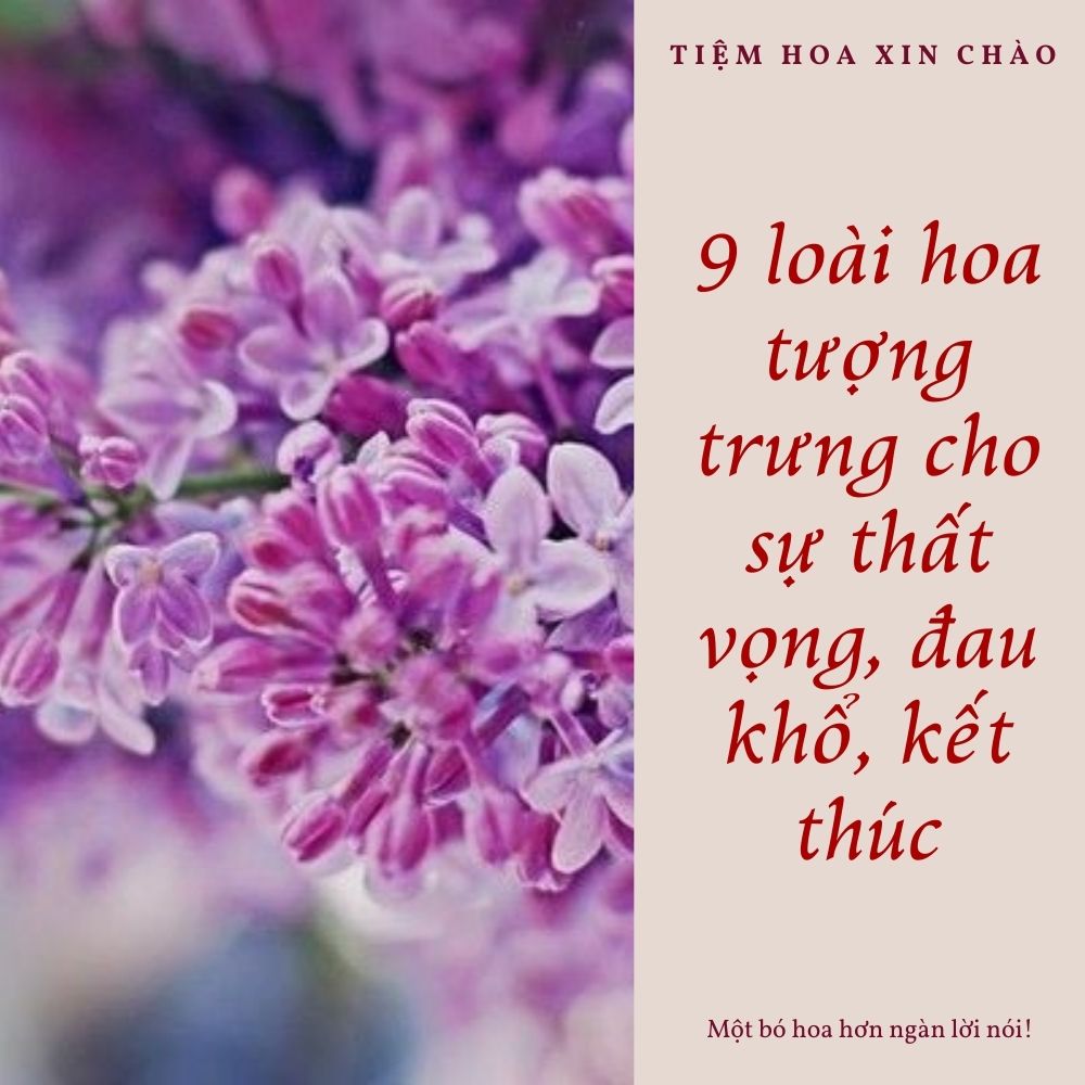 loài hoa tượng trưng cho sự thất vọng, đau khổ