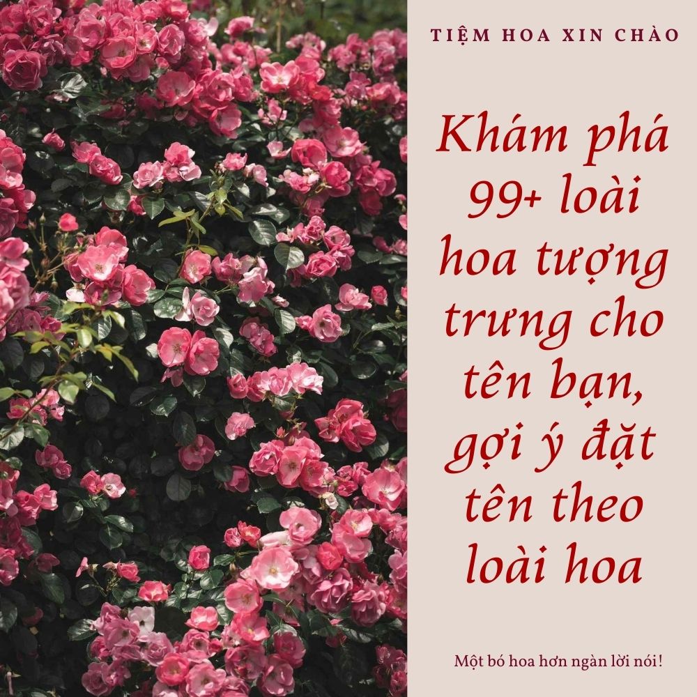 loài hoa tượng trưng cho tên bạn, gợi ý đặt tên theo loài hoa