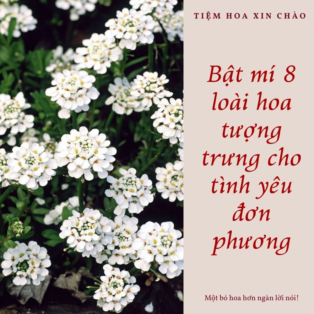 loài hoa tượng trưng cho tình yêu đơn phương