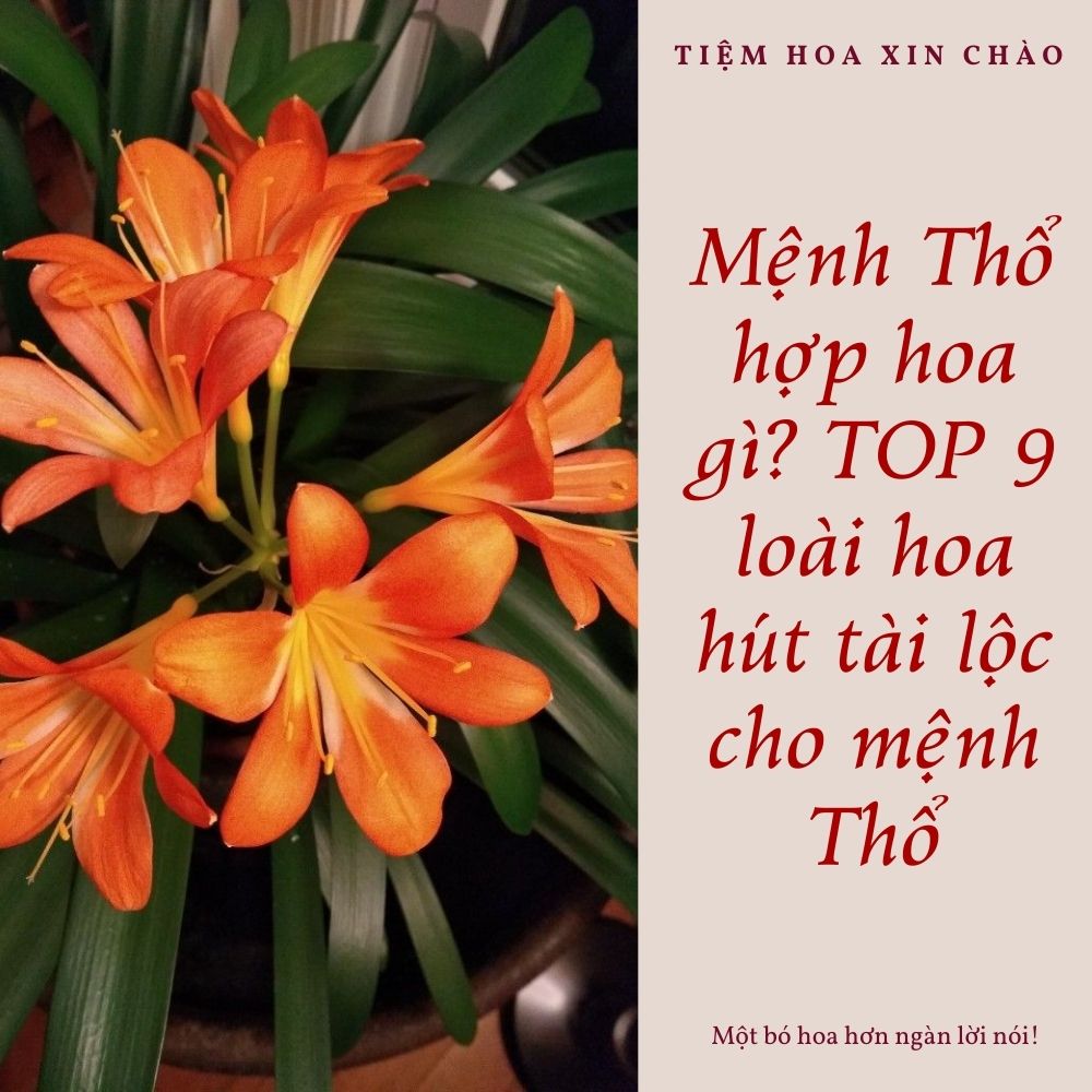 Mệnh Thổ hợp hoa gì