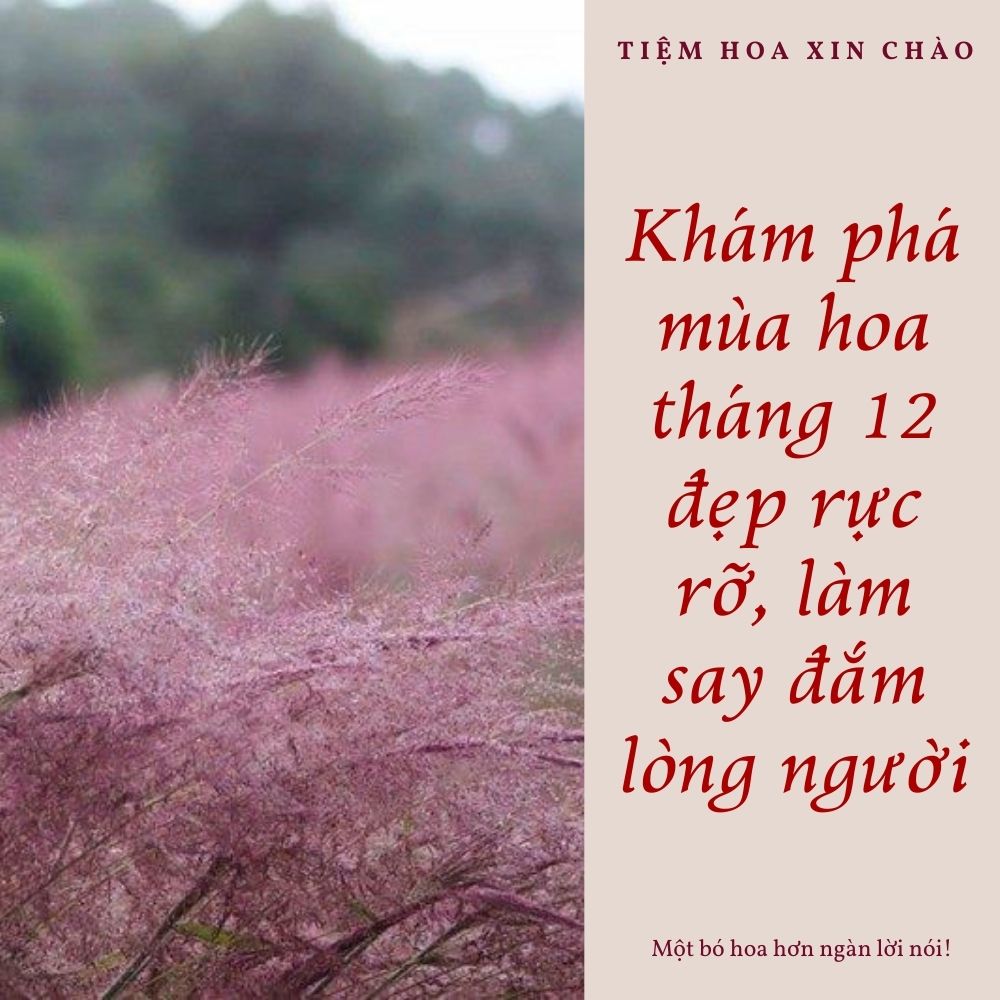mùa hoa tháng 12 đẹp rực rỡ