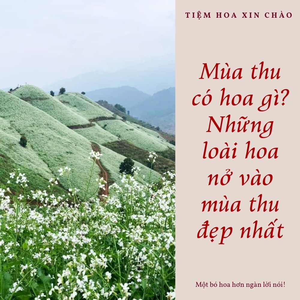 Mùa thu có hoa gì? Những loài hoa nở vào mùa thu