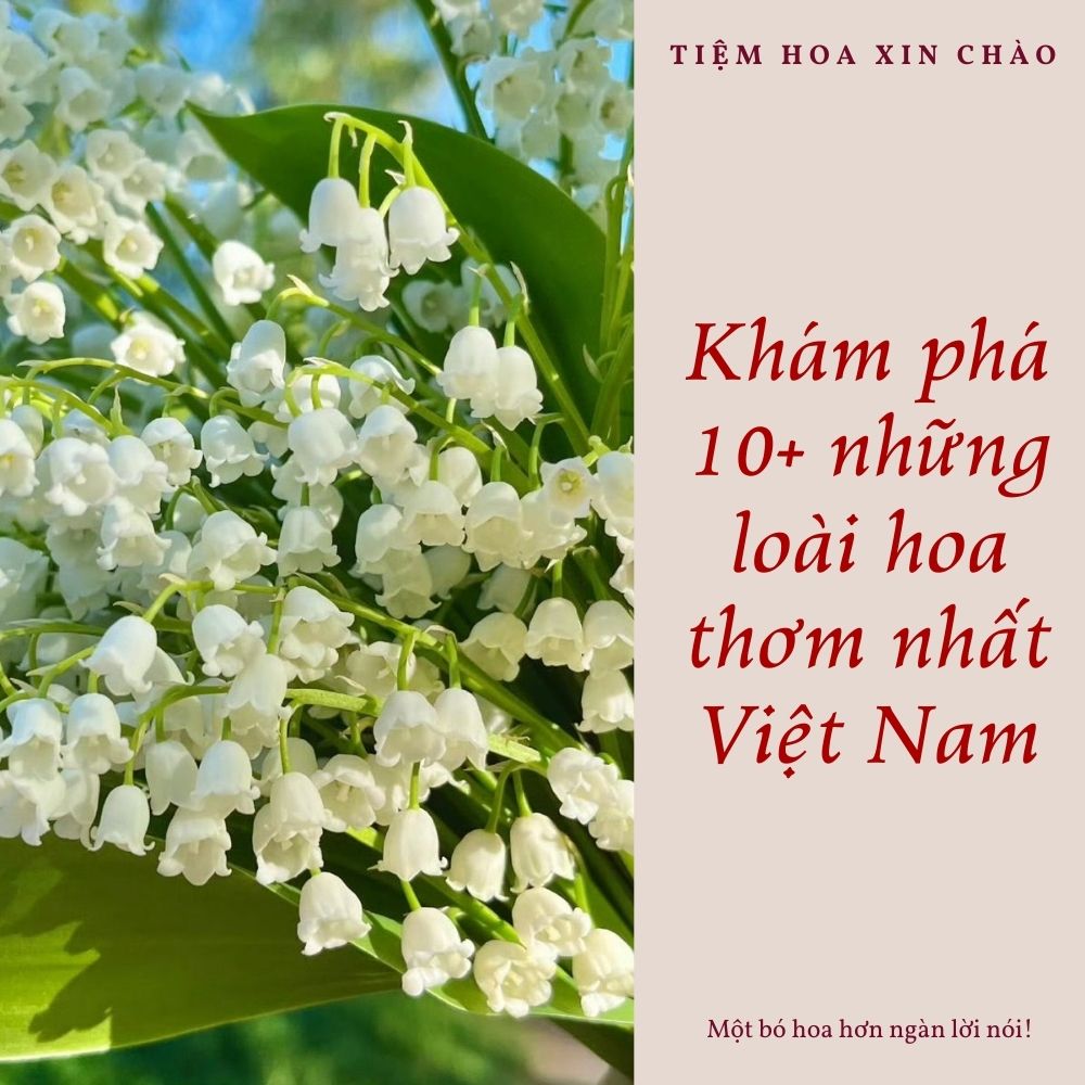 những loài hoa thơm nhất Việt Nam