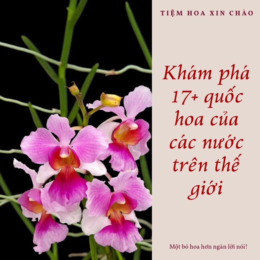 quốc hoa của các nước trên thế giới