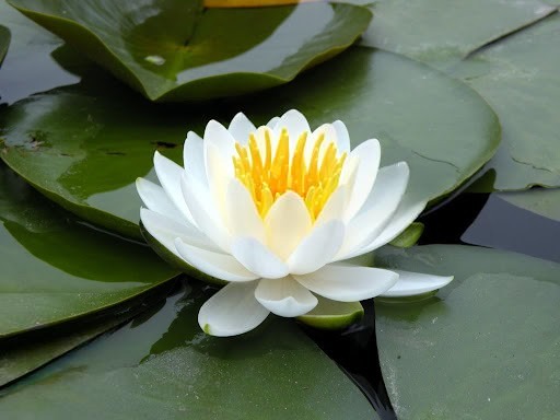 Quốc hoa nước Bangladesh