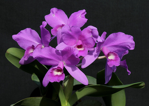 Quốc hoa nước Costa Rica