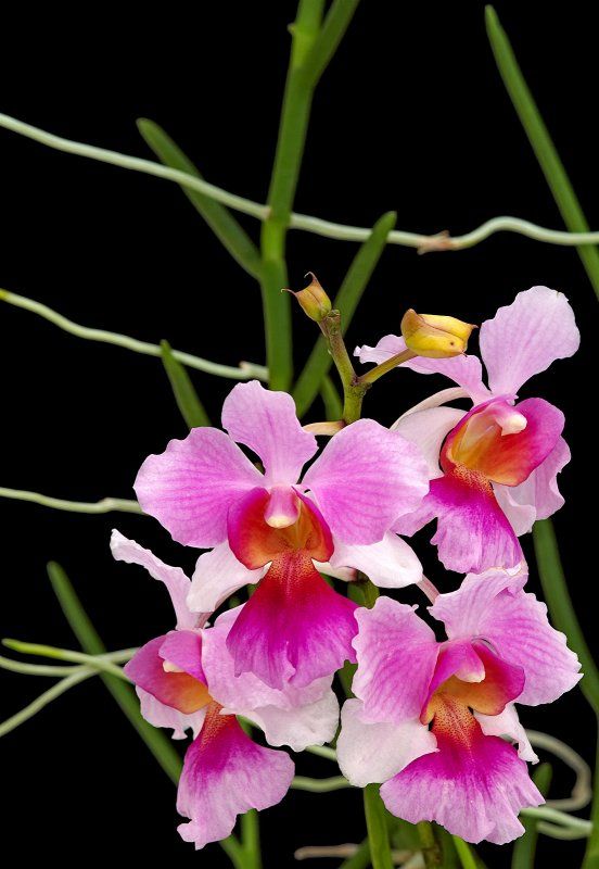 Quốc hoa nước Singapore