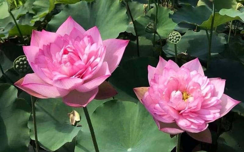 Quốc hoa nước Việt Nam