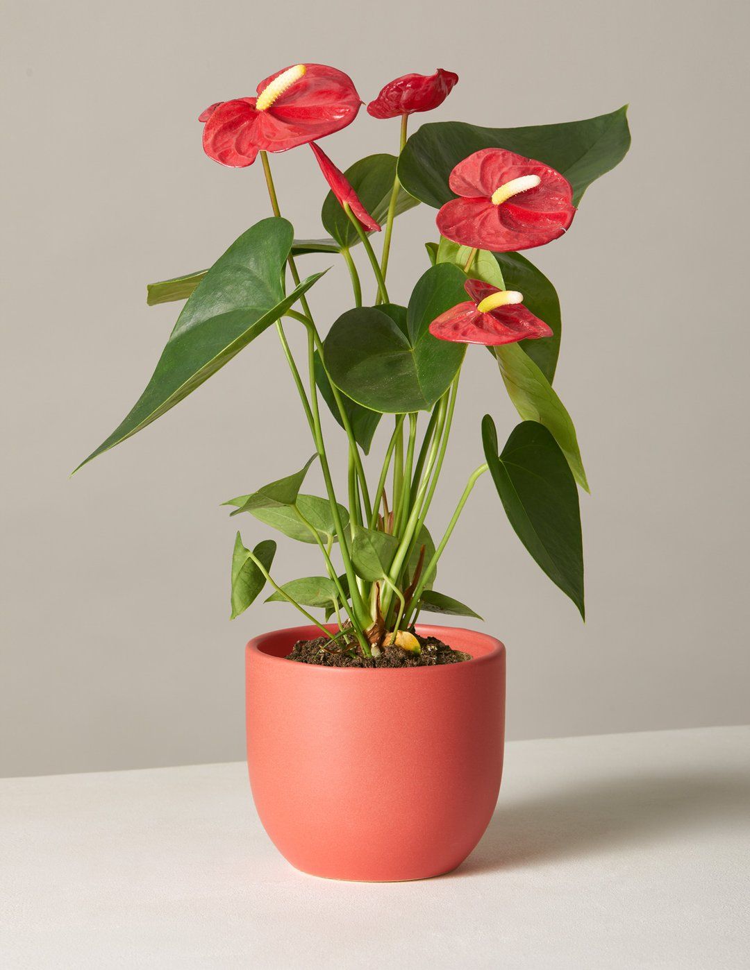 Tác dụng của cây hồng môn