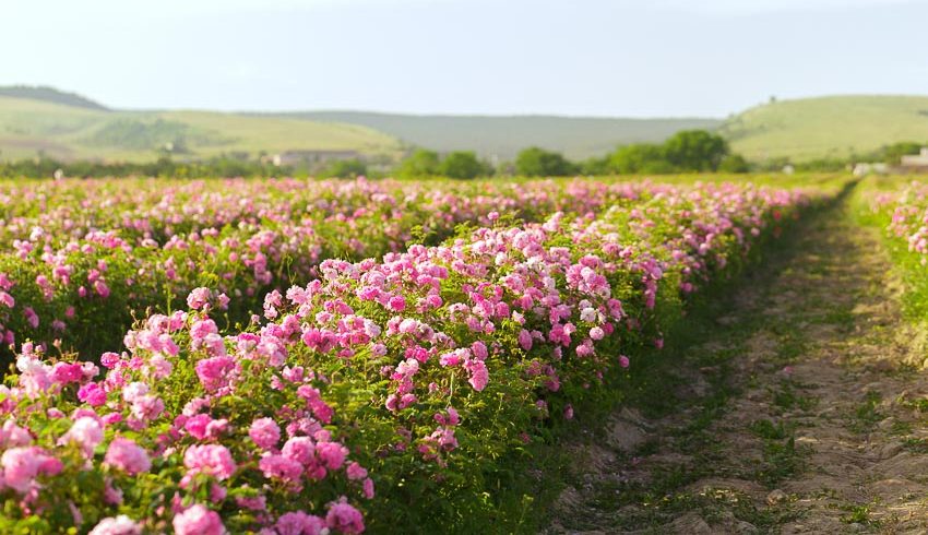 Thung lũng hoa hồng Bulgaria
