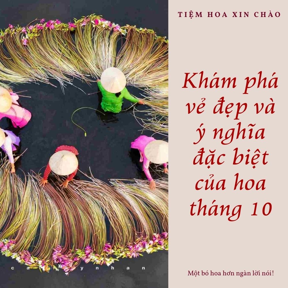 Vẻ đẹp của hoa tháng 10