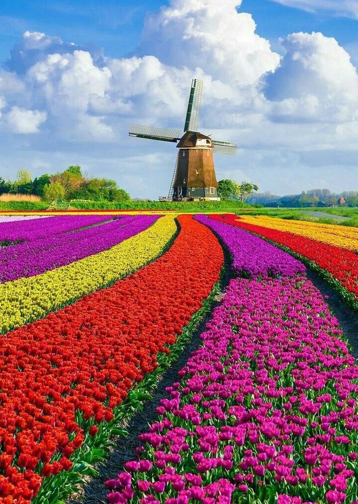 Vườn hoa Keukenhof, Hà Lan