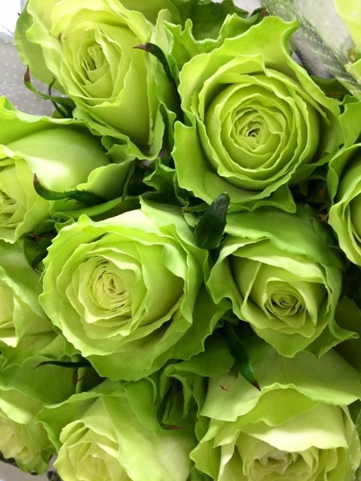 Ý nghĩa hoa hồng xanh lá