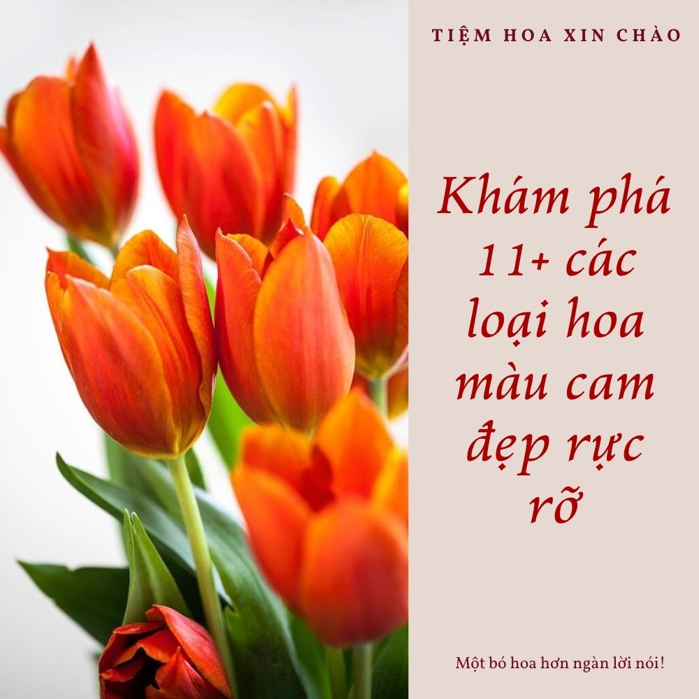 các loại hoa màu cam đẹp