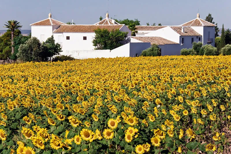 Cánh đồng hoa hướng dương Andalucia, Tây Ban Nha